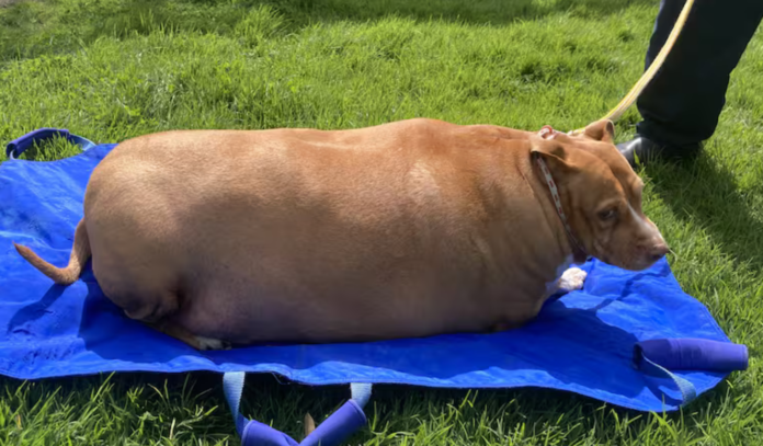 Auckland Woman Sentenced to Jail for Severely Obese Dog Neglect